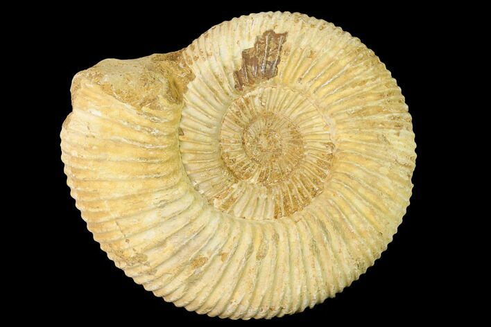 Jurassic Ammonite (Perisphinctes) Fossil - Madagascar #140419